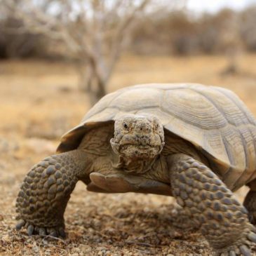 Looking to keep wildlife out of the ‘emergency room,’ states expand managers’ role