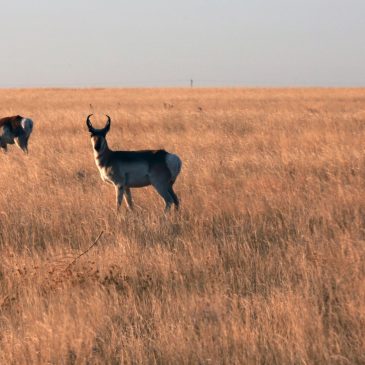 As states rethink wildlife management, New Mexico offers a new model