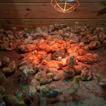 Shipment of thousands of chicks found abandoned in USPS truck now overwhelming an animal shelter