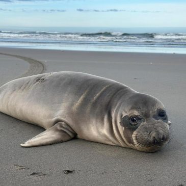 Baby seal stabbed on Oregon coast prompts search for suspect