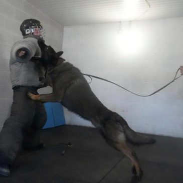 Pets with a toolkit: Protection dogs train to handle burglars as sports stars boost home security