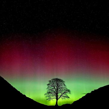 2 men convicted in chainsaw massacre of UK’s beloved Sycamore Gap tree