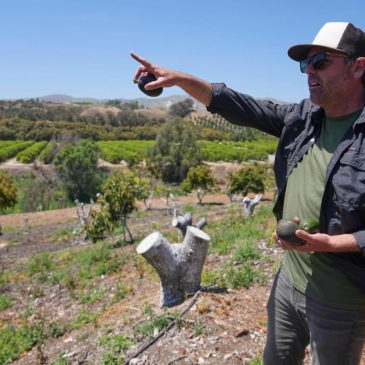 California avocado growers say Mexican imports have helped their sales