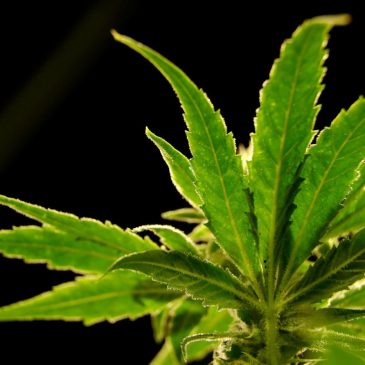White Earth cannabis compact signed, clearing way for Moorhead dispensary