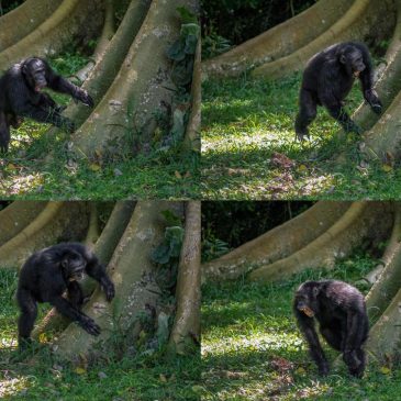 Chimpanzees drum with regular rhythm when they beat on tree trunks, a form of ancient communication