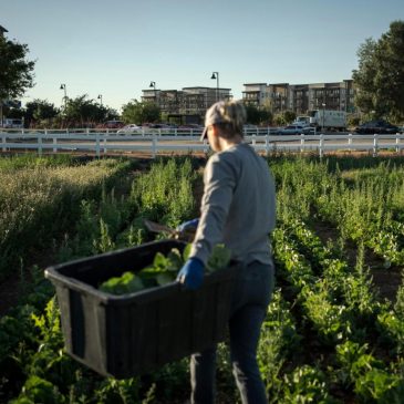 A little bit of farm, a little bit of suburbia: That’s the recipe for Agritopia