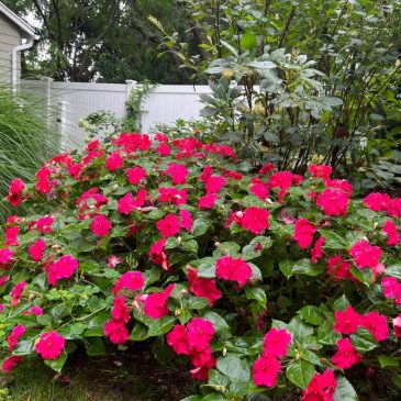 Some plants cause more suffering than others for gardeners with pollen allergies