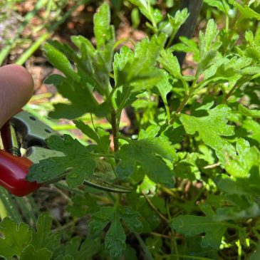 Chelsea Chop is the catchy new name for a classic gardening technique