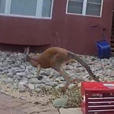 Loose pet kangaroo keeps police hopping — again — in a Colorado town