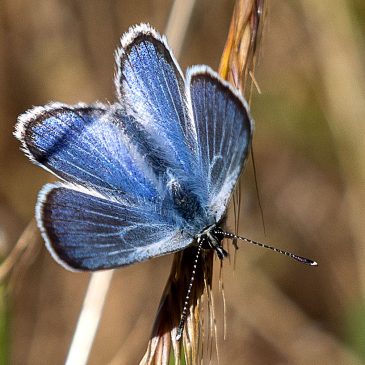 Is there life after extinction? Some scientists and conservationists are trying to find out