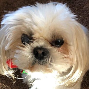 Readers’ pets featured in our Morning Report newsletter in May