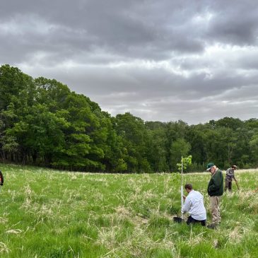 U of M researchers are planting ‘survivor’ trees in hopes of defeating Dutch elm disease