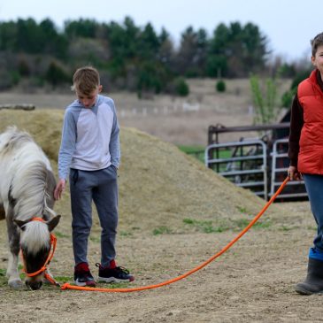 Boy with autism’s equine experience leads Stillwater mom to offer free horse visits