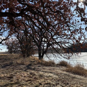 Keystone Woods WMA controversy centers around dogs, birds