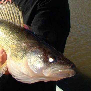 Walleyes take center stage as Minnesota Fishing Opener approaches