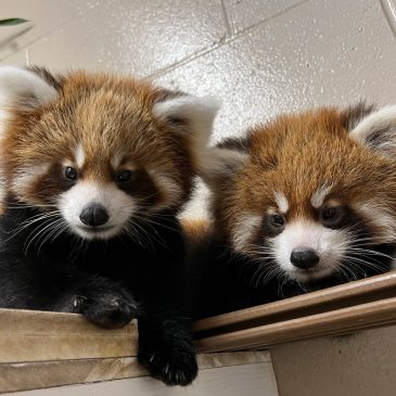 Red Panda Forest Habitat opens at Minnesota Zoo this weekend