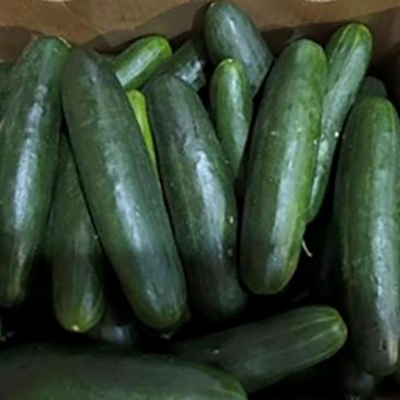 Dozens sickened in expanding salmonella outbreak linked to recalled cucumbers