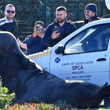 ‘How did you get here?’ A large elephant seal is found lumbering along a South African street
