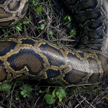 Python-killer mystery: What animal was fierce enough to take down this massive snake?