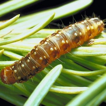 Trees killed by caterpillar outbreak helped to fuel Minnesota wildfires