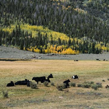 Long-thwarted efforts to sell public lands see new life under Trump