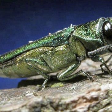 Emerald ash borer confirmed for the first time in four Minnesota counties