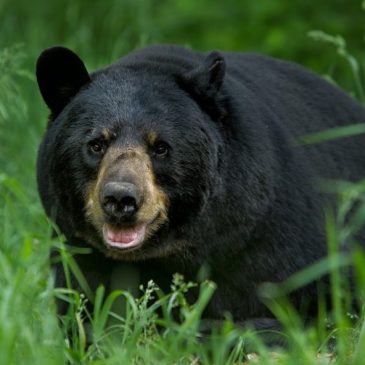 Increased bear sightings in Forest Lake: What to know