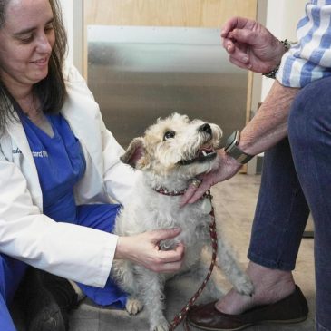 Dogs and cats can also suffer from allergies, but there are ways to help our furry friends