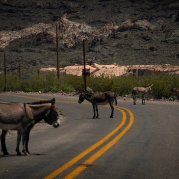 Route 66: The Arizona Sidewinder, wild burros and a living statue