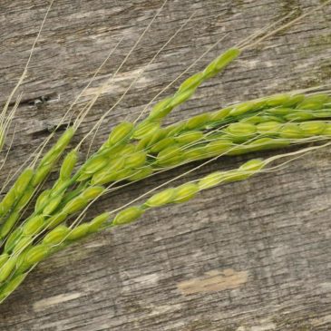 Want to grow your own rice? A step-by-step guide for adventurous gardeners