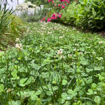 Weeds aren’t just nuisances, they’re messengers. Here’s what they can tell you