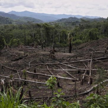 Cuts to USAID severed longstanding American support for Indigenous people around the world