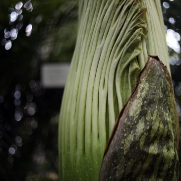 Another corpse flower is about to stink up Como Park Conservatory