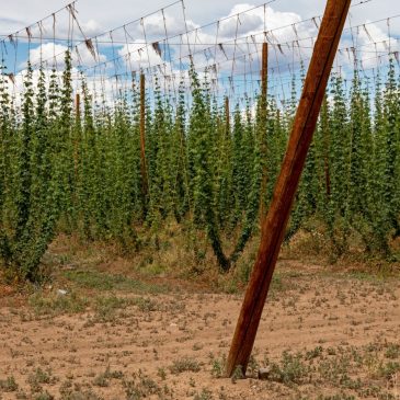 Camp at a Colorado hop farm this summer, and enjoy beers onsite