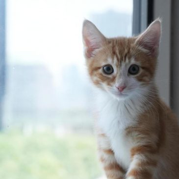 Welcome to kitten season, when animal shelters need all the help they can get