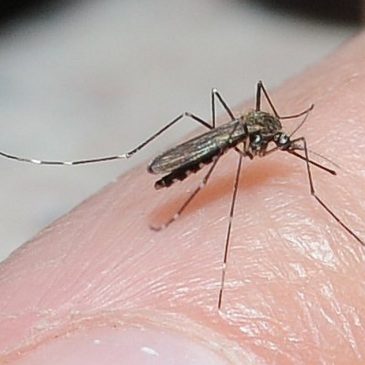 Mosquitoes carrying West Nile found in two metro counties