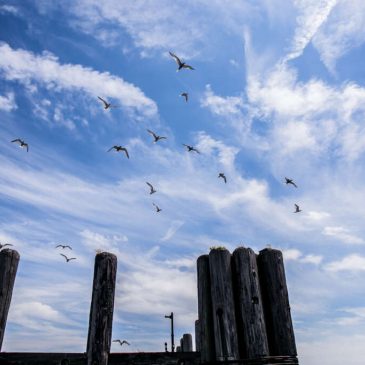 As Parks Get Shortchanged on City Budget, NYC Biodiversity Faces Risks, Report Says