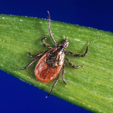 How to protect yourself from ticks year-round