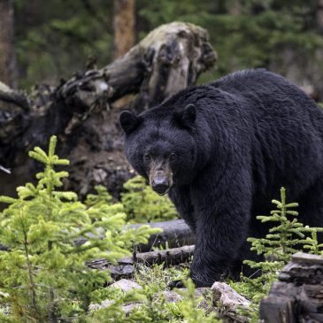 Wisconsin woman injured in black bear attack