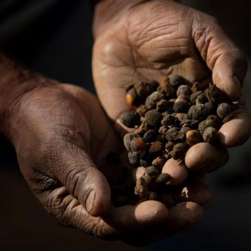Small Brazilian coffee producers fear for the future after Trump’s 50% tariff
