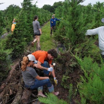 Texas floodwaters damaged crops and endangered livestock. Now farmers and ranchers are cleaning up
