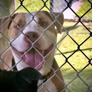 Keeping animals of all sizes, from cats to horses, cool during record heat