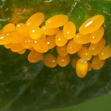Forget the calendar: This method reveals the ideal time to tackle garden pests