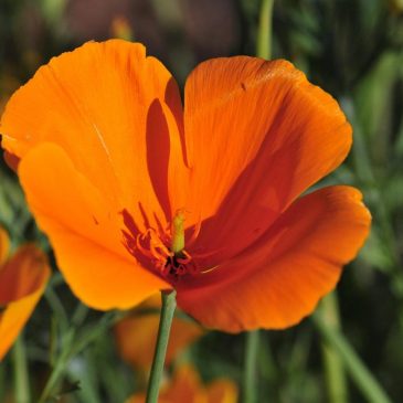 Annuals are the forgotten native plants. Here are 7 worth adding to the garden