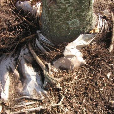Why landscape fabric is often a bad idea for your garden