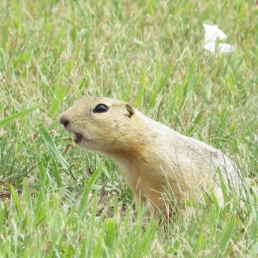 Ground squirrels are taking over a North Dakota city and officials are not amused
