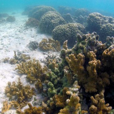 Honolulu’s lawsuit against fossil fuel companies leads climate change legal fight