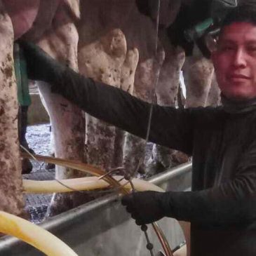 A Vermont dairy farm was raided. The mixed messages from Washington since then have increased fears