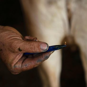 Ranchers in southern Mexico are struggling against a flesh-eating parasite infecting livestock