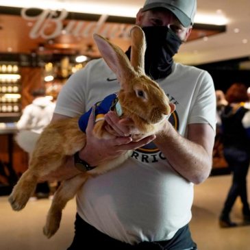 Beloved ballpark therapy bunny, Alex The Great, has died after complications from cancer